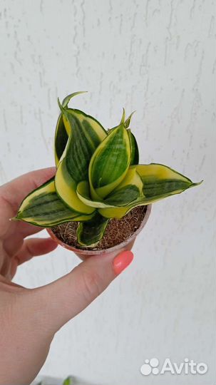 Сансевиерия комнатные растения цветы