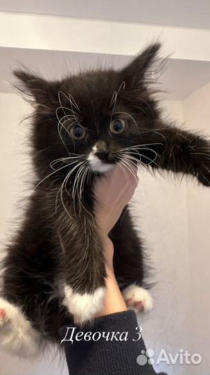 Пушистые девчата-маркизки 1,5 мес