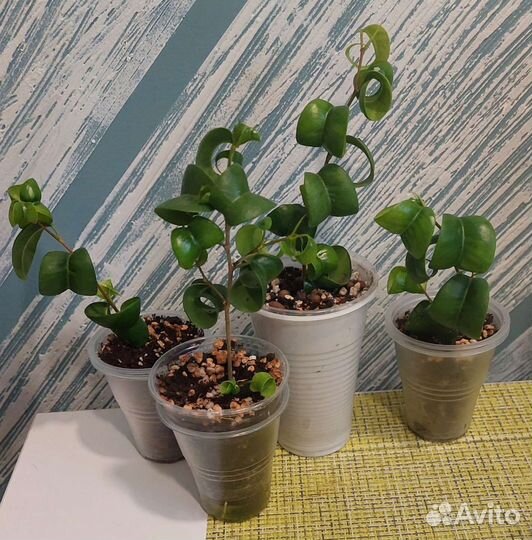 Фикус Барок