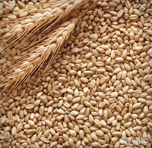 Зерно пшеница ячмень кукуруза