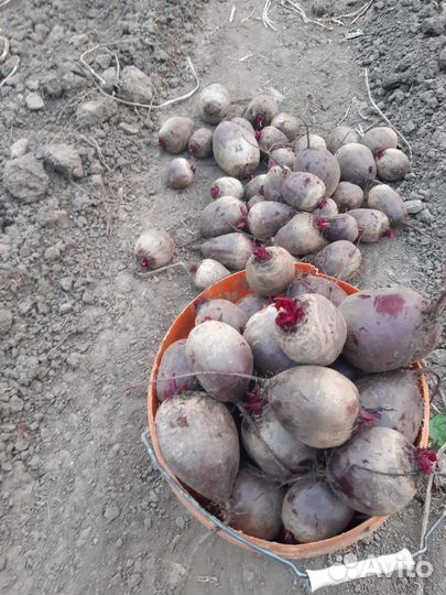 Морковь свежая с грядки