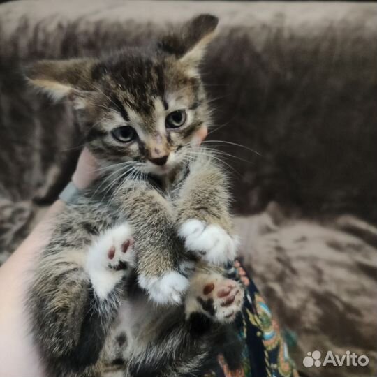 Мальчишка котик