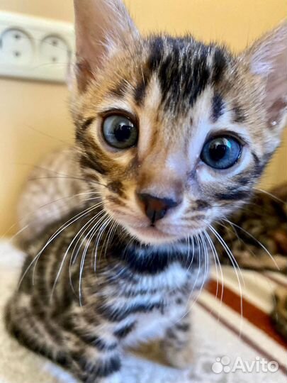 Бенгальские котята