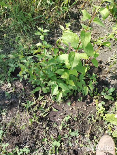 Жасмин садовый