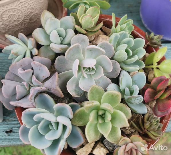 Суккуленты