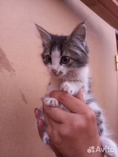 Мальчик. 2 месяца