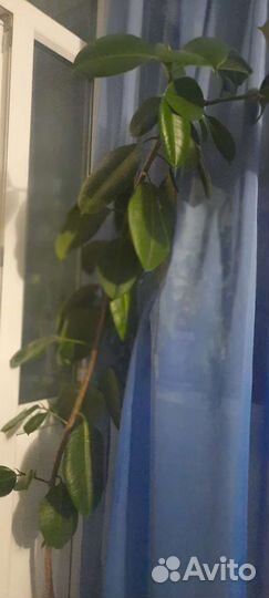 Фикус, Роза