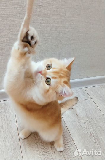 Британский кот ny12 вязка