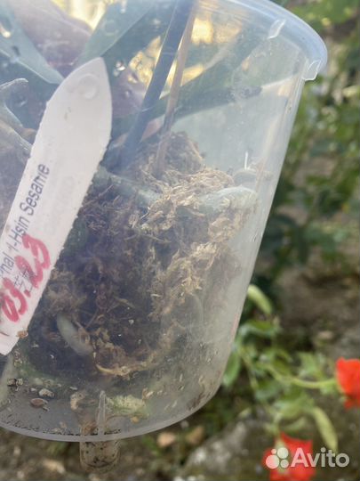 Орхидея фаленопсис Сезам