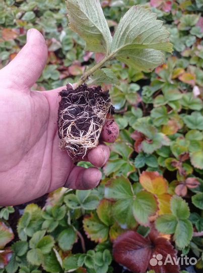 Кассетная рассада клубники на август по России