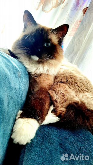 Кот рэгдолл вязка