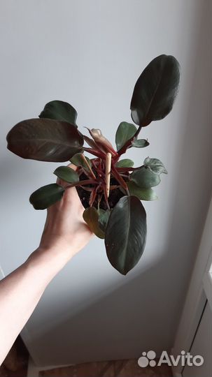 Филодендрон Блэк Кардинал