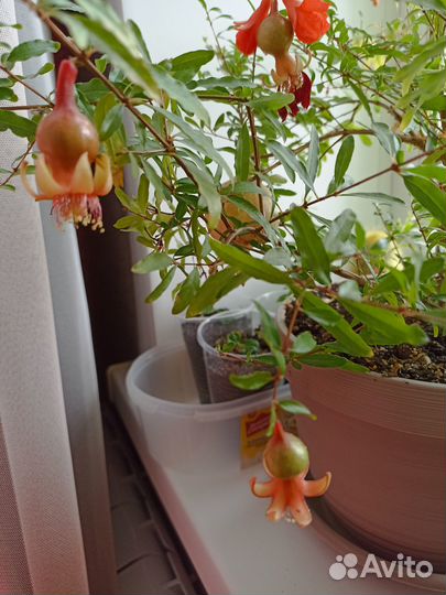Комнатный декоративный гранат