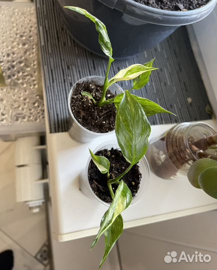 Спатифиллум