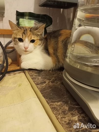 Кошечка в добрые руки