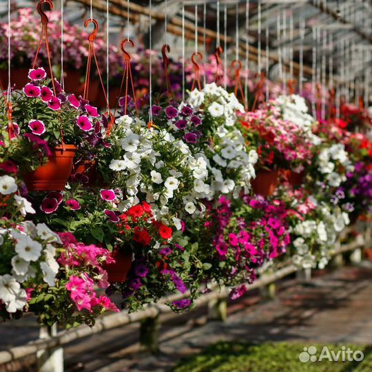 Петуния, алиссум,колеус, бархатцы и мн. другое