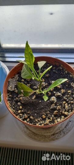 Саженцы лимона Мейера