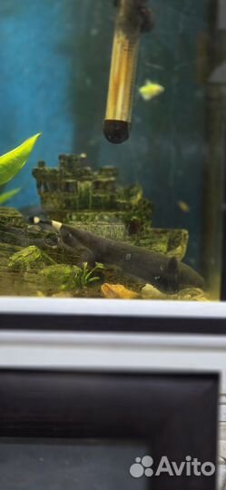 Рыба черный нож