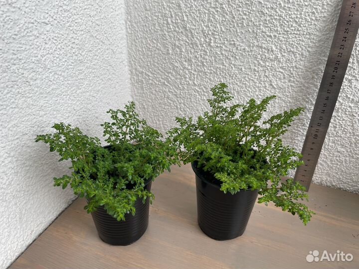 Комнатные растения цветы