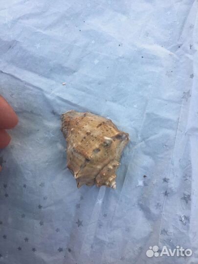 Рапаны по 10