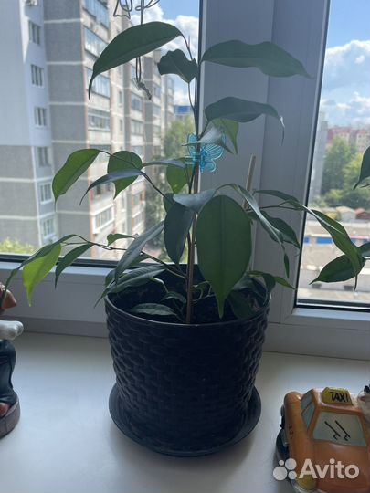 Фикус бенджамина