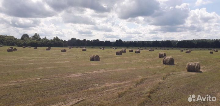 Продам сено в рулонах