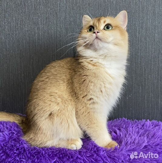 Ждем невест на вязку