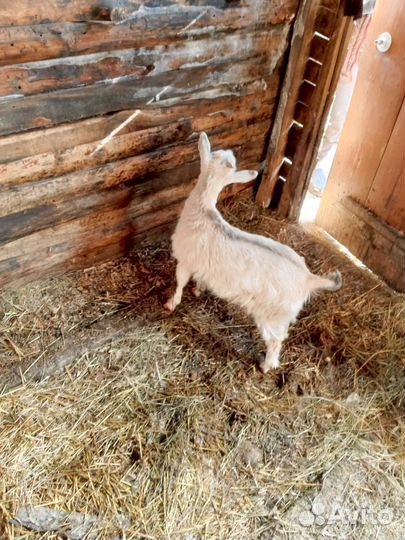 Продам козлят