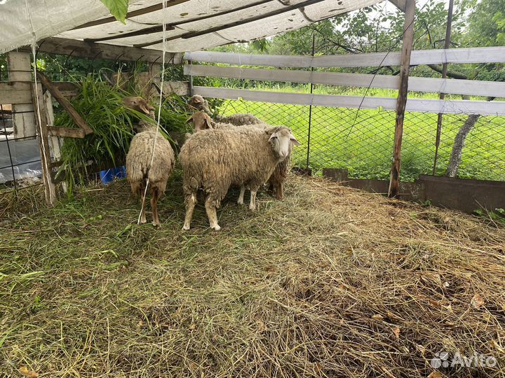 Овцы бараны
