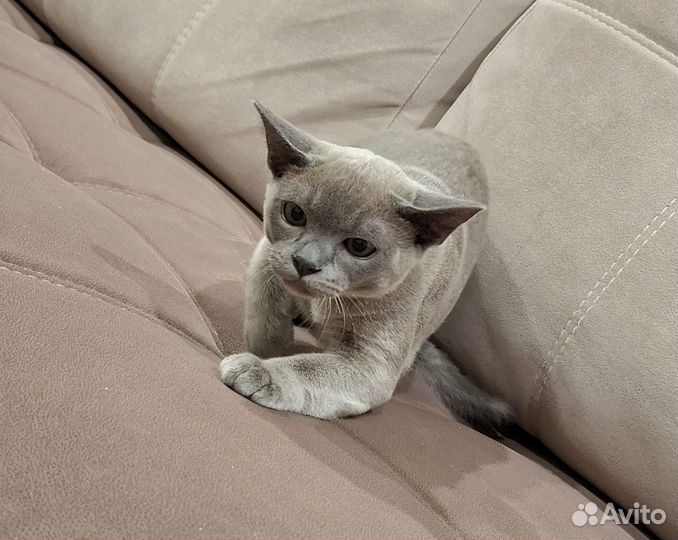 Бурманский котик