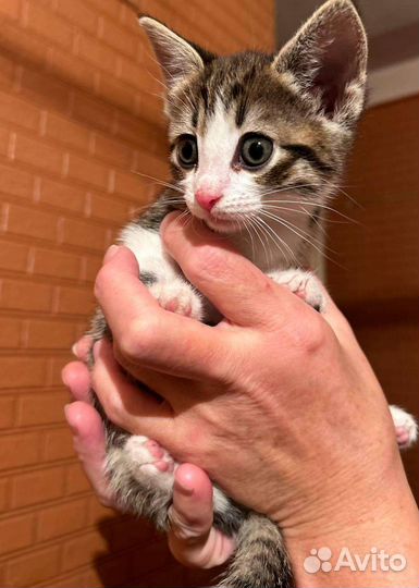 Кошечки бесплатно