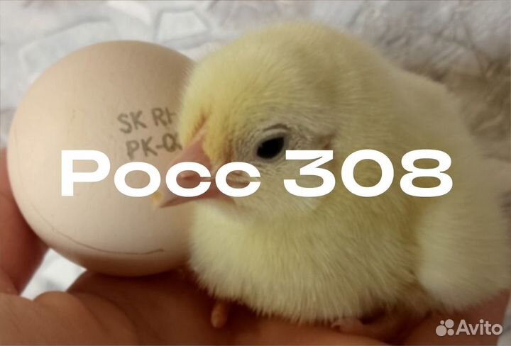 Бройлер Кобб 500, Росс 308, импорт 100