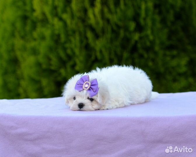 Мальчик Мальтезе