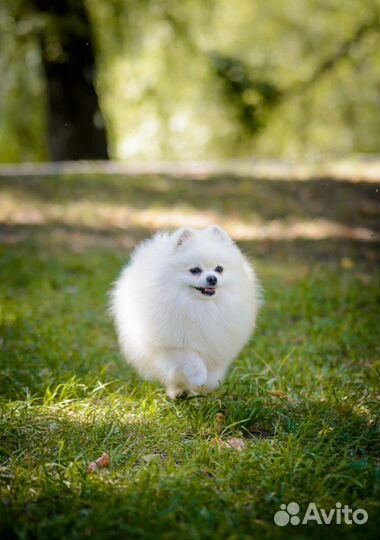 Шпицемишки