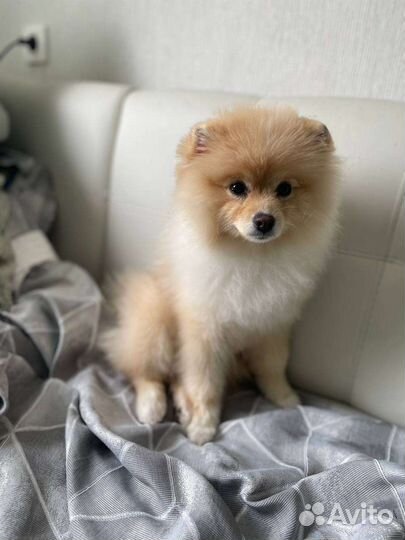 Померанский шпиц