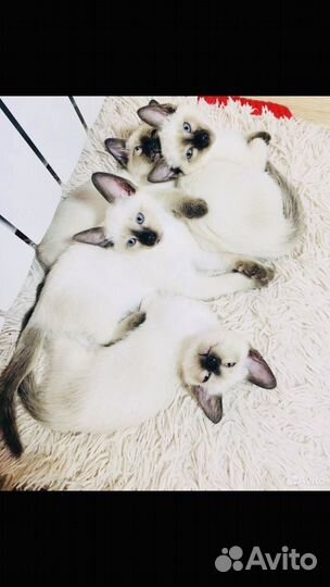 Тайские котята Симферополь