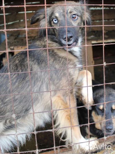 Тина ищет дом