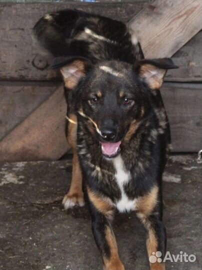 Тимон ищет дом