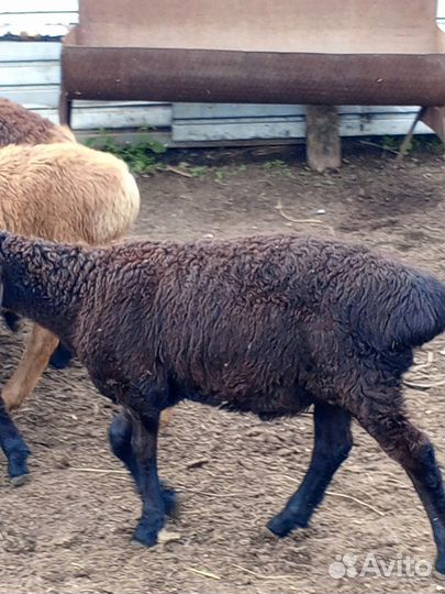 Продается баранчики гесарской породы