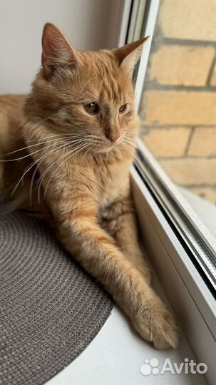 Котик ищет кошечку