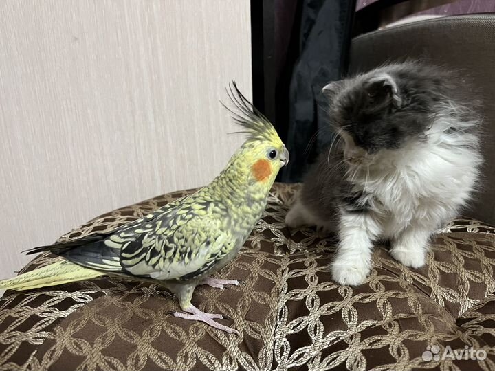 Попугай корелла самка