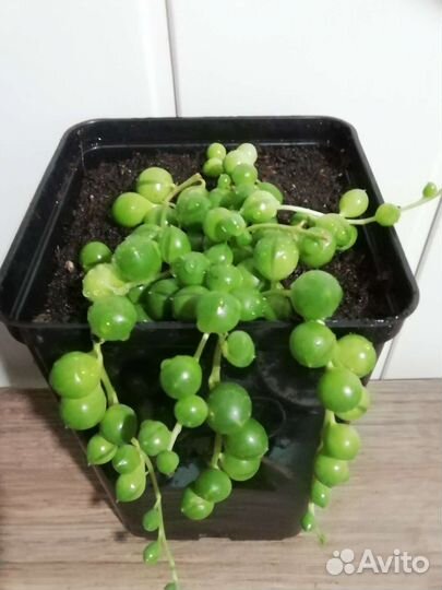 Крестовник Роулли