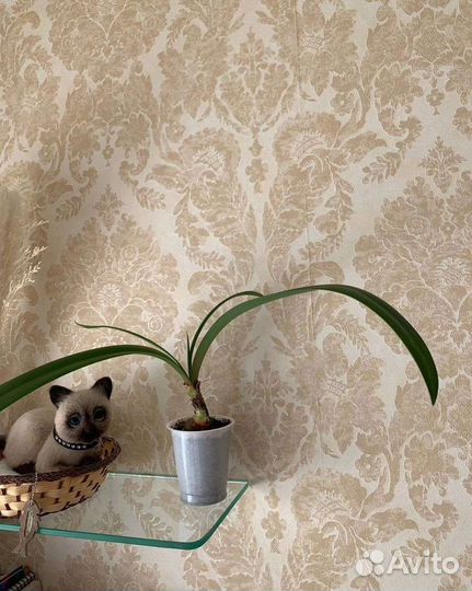 Гиппеаструм