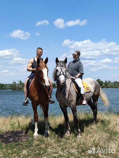 Прогулки на лошадях,конные прогулки,карета