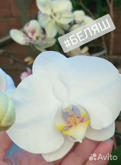 Орхидея фаленопсис