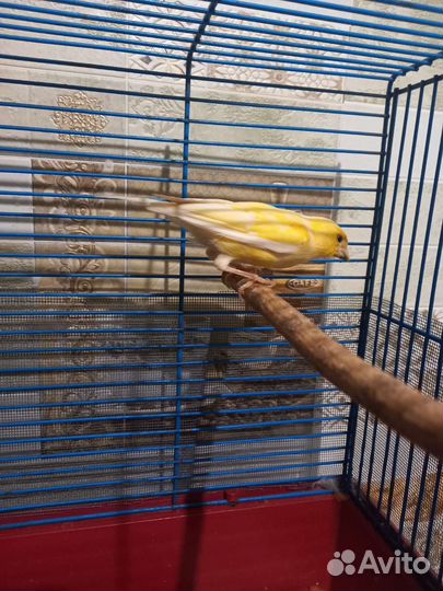 Кенар(самец)