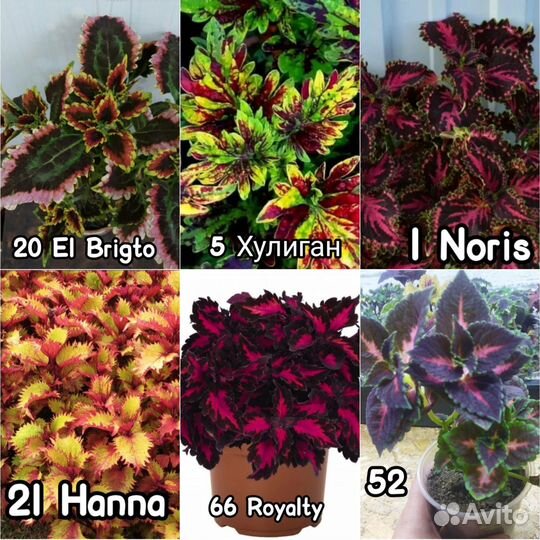 Вегетативные сортовые Колеусы