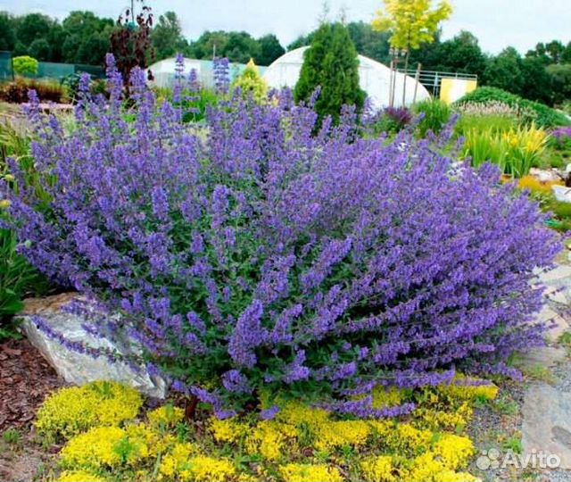 Мята перечная ментоловая Black Mitcham