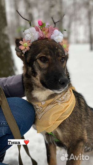 Возьмите Тишу из приюта