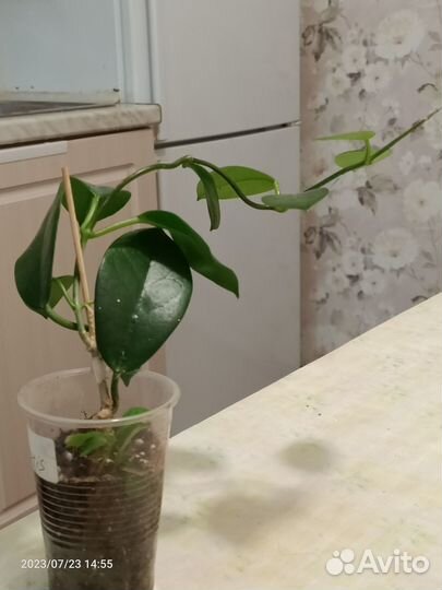 Роза бенгальская малиновая,бледно роз,стефанотис